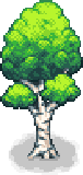 Birch Tree