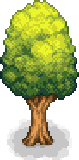 Oak Tree