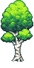 Birch Tree